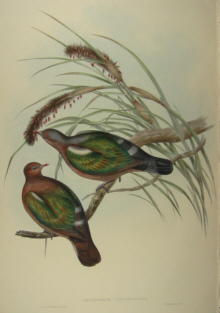 John Gould's Birds of Australia